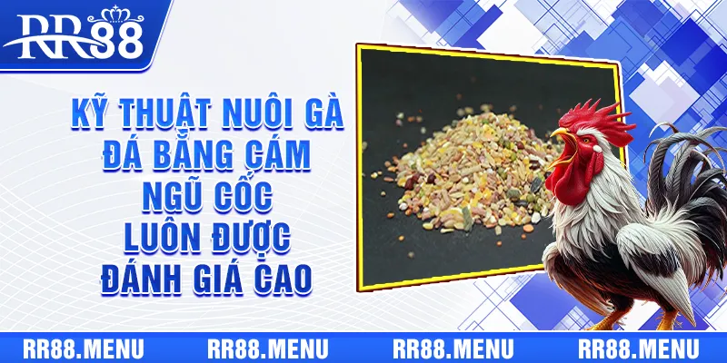 Kỹ thuật nuôi gà đá bằng cám ngũ cốc luôn được đánh giá cao