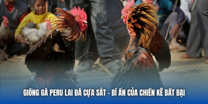 Giống Gà Peru Lai Đá Cựa Sắt - Bí Ẩn Của Chiến Kê Bất Bại