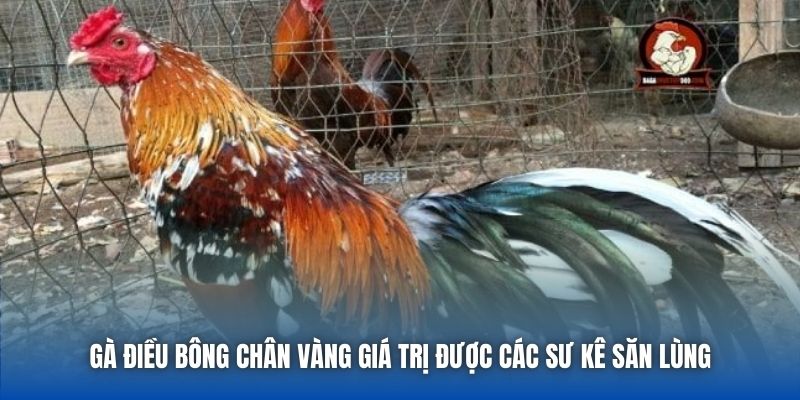 Gà điều bông chân vàng giá trị được các sư kê săn lùng