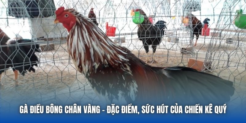 Gà Điều Bông Chân Vàng - Đặc Điểm, Sức Hút Của Chiến Kê Quý